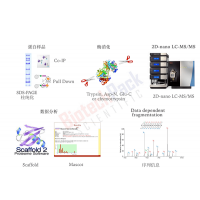 蛋白膠點(diǎn)、膠條、IP樣品蛋白質(zhì)鑒定